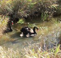 Tamar Island Wetlands Reserve and Interpretation Centre - Redcliffe Tourism
