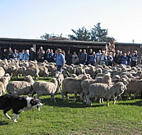 Curringa Farm - Accommodation and Farm Tours - Redcliffe Tourism