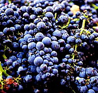 Laurel Bank Vineyard - Redcliffe Tourism