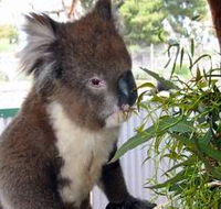 Glen-Forest Tourist Park - Redcliffe Tourism