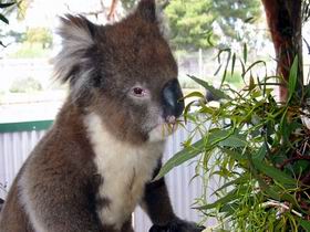 Glen-Forest Tourist Park - Redcliffe Tourism 0