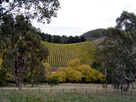 Mt Bera Vineyards - Redcliffe Tourism 0