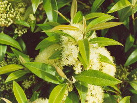 Tumbeela Native Bushfoods - Redcliffe Tourism 0