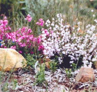 Stokes Bay Bush Garden - Redcliffe Tourism