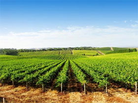 Aldinga Bay Winery - Redcliffe Tourism 0