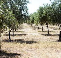 Talinga Grove Olive Oils - Redcliffe Tourism