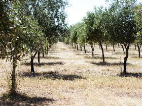 Talinga Grove Olive Oils - Redcliffe Tourism 0