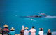 Whale Watching At Head Of Bight - thumb 0