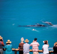 Whale Watching At Head Of Bight - Redcliffe Tourism