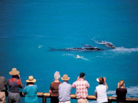 Whale Watching At Head Of Bight - Redcliffe Tourism 0