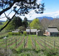 Wilmot Hills Vineyard - Redcliffe Tourism