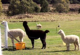 Maydena Country Cabins Accommodation & Alpaca Stud - Redcliffe Tourism 0