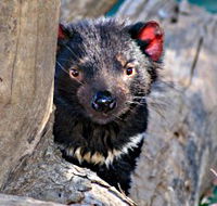 Trowunna Wildlife Sanctuary - Redcliffe Tourism