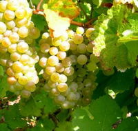 Winstead Vineyard - Redcliffe Tourism