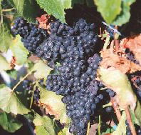 Darlington Vineyard - Redcliffe Tourism