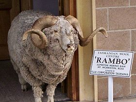 Tasmanian Wool Centre - Redcliffe Tourism 0