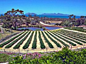 Kate's Berry Farm - Redcliffe Tourism 0