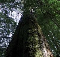 Styx Big Tree Reserve - Redcliffe Tourism