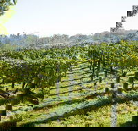 Surveyor's Hill Vineyards - Redcliffe Tourism