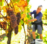 Native Point Wines - Redcliffe Tourism