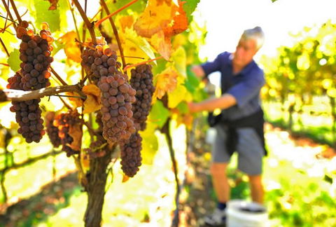 Native Point Wines - Redcliffe Tourism 0