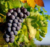 Panorama Vineyard - Redcliffe Tourism