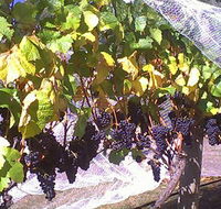 Palmara Vineyard - Redcliffe Tourism