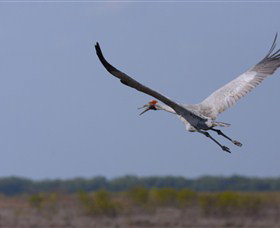 Gayngaru Wetlands Interpretive Walk - Redcliffe Tourism 0