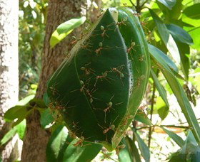 Greenant Creek Walk - Redcliffe Tourism 0
