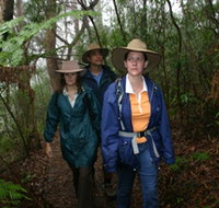 Mount Cougal Springbrook National Park - Redcliffe Tourism