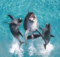 Sea World - Redcliffe Tourism