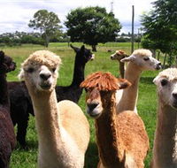 Banyandah Alpacas - Redcliffe Tourism