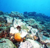 Mudjimba Old Woman Island Dive Site - Redcliffe Tourism