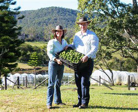 Hinterland Feijoas - Redcliffe Tourism 0