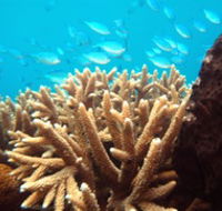Normanby Reef - Redcliffe Tourism