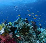 Steve's Bommie Dive Site - Redcliffe Tourism