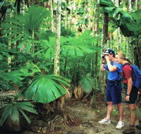 Mount Sorrow Ridge Trail Daintree National Park - Redcliffe Tourism
