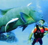 Turtle Bay Dive Site - Redcliffe Tourism