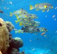 Coral Gardens Dive Site Flynn Reef - Redcliffe Tourism