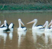 Pelican Point - Redcliffe Tourism