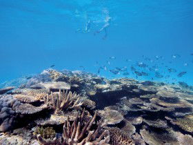Australian Institute Of Marine Science - Redcliffe Tourism 0