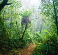 Lamington National Park Green Mountains Section - Redcliffe Tourism