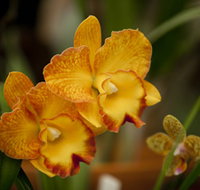 Queens Park - Orchid House - Redcliffe Tourism