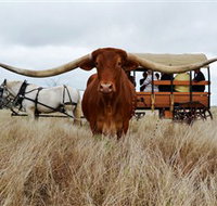 Texas Longhorn Wagon Tours and Safaris - Redcliffe Tourism