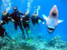 Henderson's Rock Dive Site - Redcliffe Tourism 0