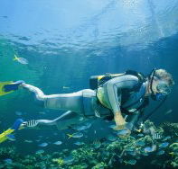 Manta Ray Bommie Dive Site - Redcliffe Tourism