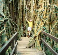 Curtain Fig Tree - Redcliffe Tourism