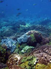 Hoffman's Rocks Dive Site - Redcliffe Tourism 0