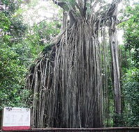 Curtain Fig National Park - Redcliffe Tourism
