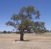 Historic Coolabah Tree - Redcliffe Tourism